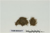 藏品(絲瓜苔屬)的圖片